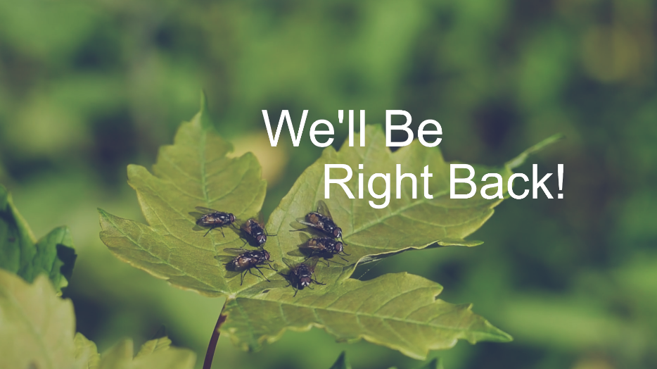 F-Man is a Fly. The Be Right Back bumper shows flies on a branch with a break message.